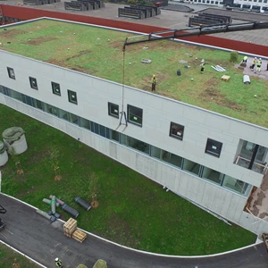 Legging%20av%20sedum